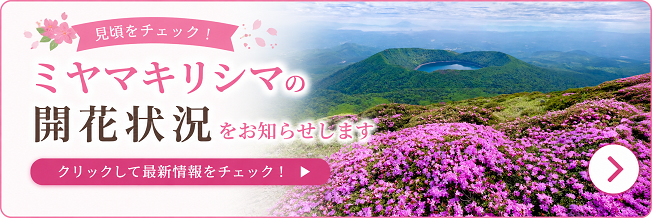 ミヤマキリシマの開花状況