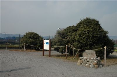 霧島の大茶樹の画像