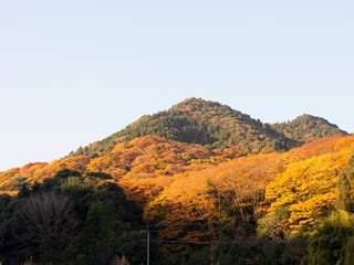 横川町山ノ口地区の「けやき」