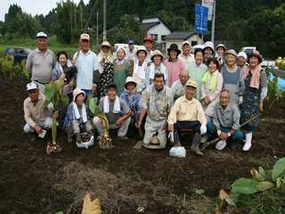 西牧之原長寿会によるサトイモの収穫2