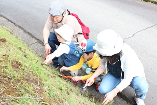 ヒガンバナの球根を植えるみなさん