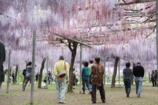 第10回和気公園藤まつり開花セレモニー2