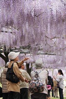 第10回和気公園藤まつり開花セレモニー4