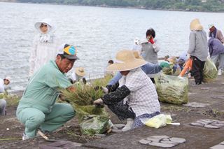 小浜海岸の錦江湾クリーンアップ作戦