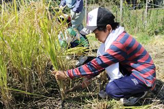 霧島桂内地区の稲刈り4