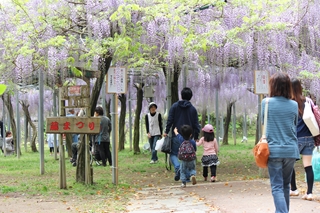 第11回和気公園藤まつり