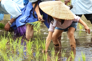 霧島神宮斎田（さいでん）お田植え祭1