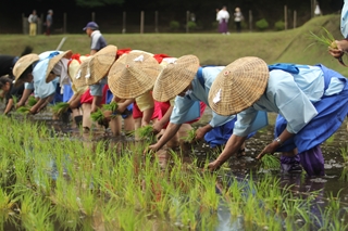 霧島神宮斎田（さいでん）お田植え祭2