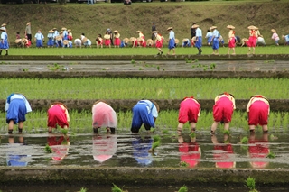 霧島神宮斎田（さいでん）お田植え祭3