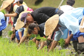 霧島神宮斎田（さいでん）お田植え祭4