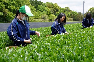 霧島茶の茶摘み体験3