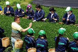 霧島茶の茶摘み体験4