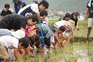 ふれあい田植えの画像1