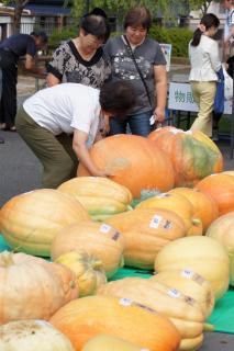 ビッグパンプキンの画像