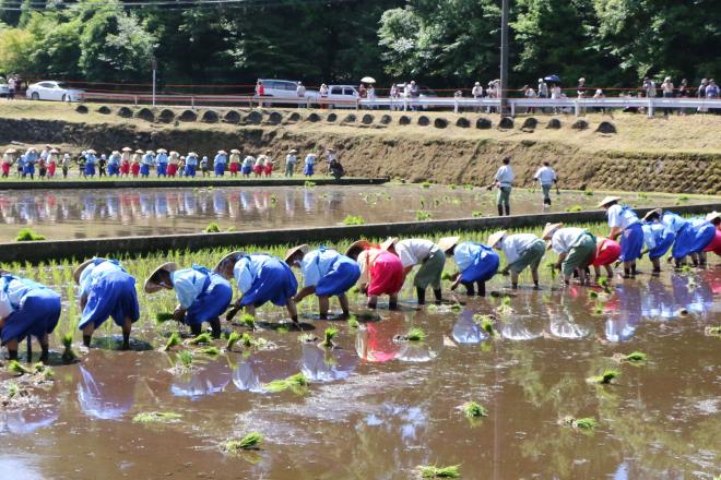 霧島神宮御田植祭2