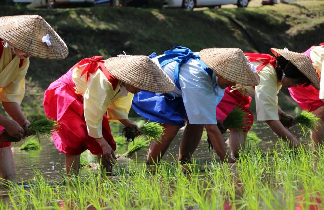 霧島神宮御田植祭1