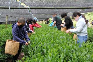 中津川茶摘み