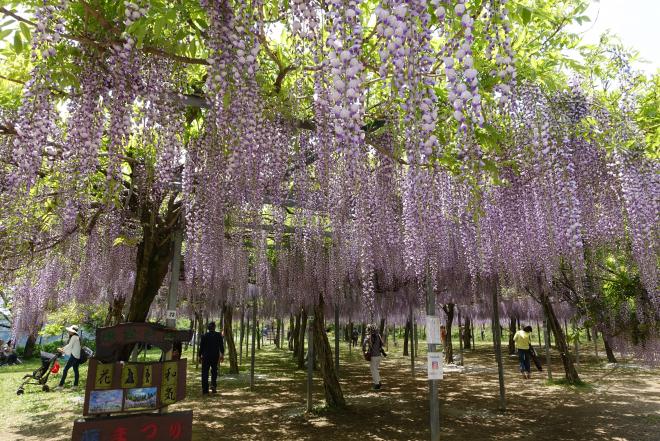 和気公園藤まつりで案内ガイド