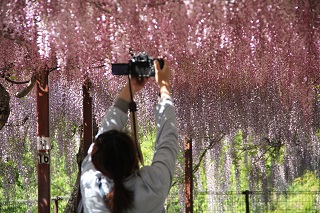 第15回市立和気公園藤まつり開花式2