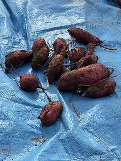 掘った芋の写真
