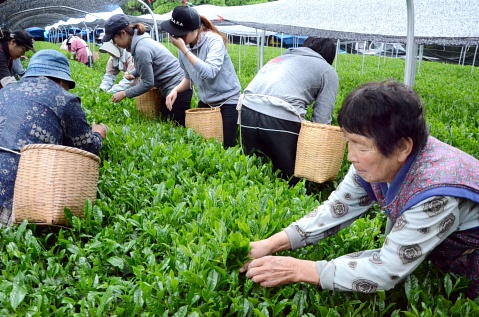 茶摘み