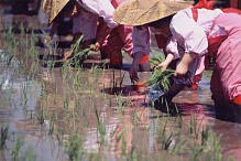 鹿児島神宮お田植え祭写真2