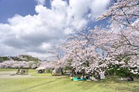 丸岡公園写真