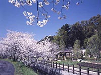 日当山千本桜写真